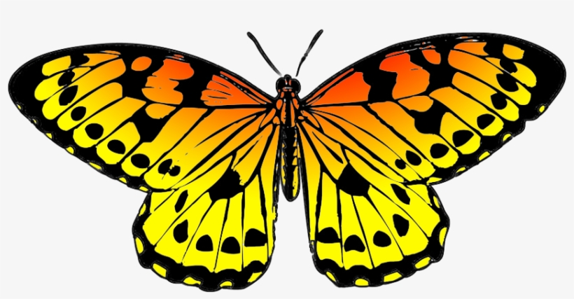 Black And Orange Drawing Of Butterfly - Butterfly Clipart, transparent png #31534