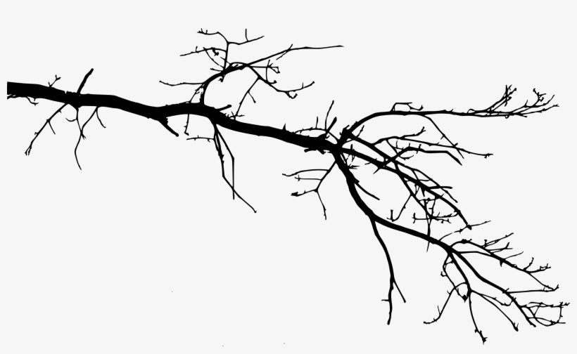 Free Download - Tree Branch Drawing Png, transparent png #31598