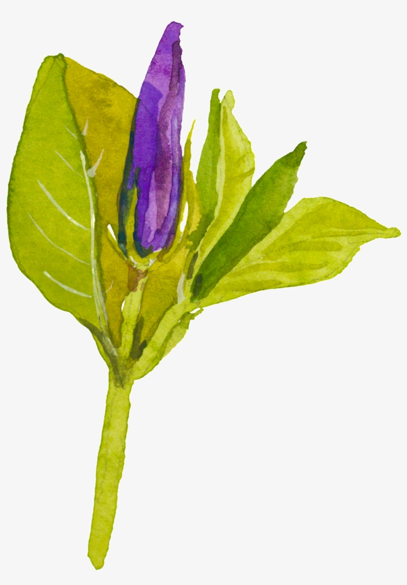 Purple Hand Painted Flower Watercolor Transparent - Watercolor Painting, transparent png #31728