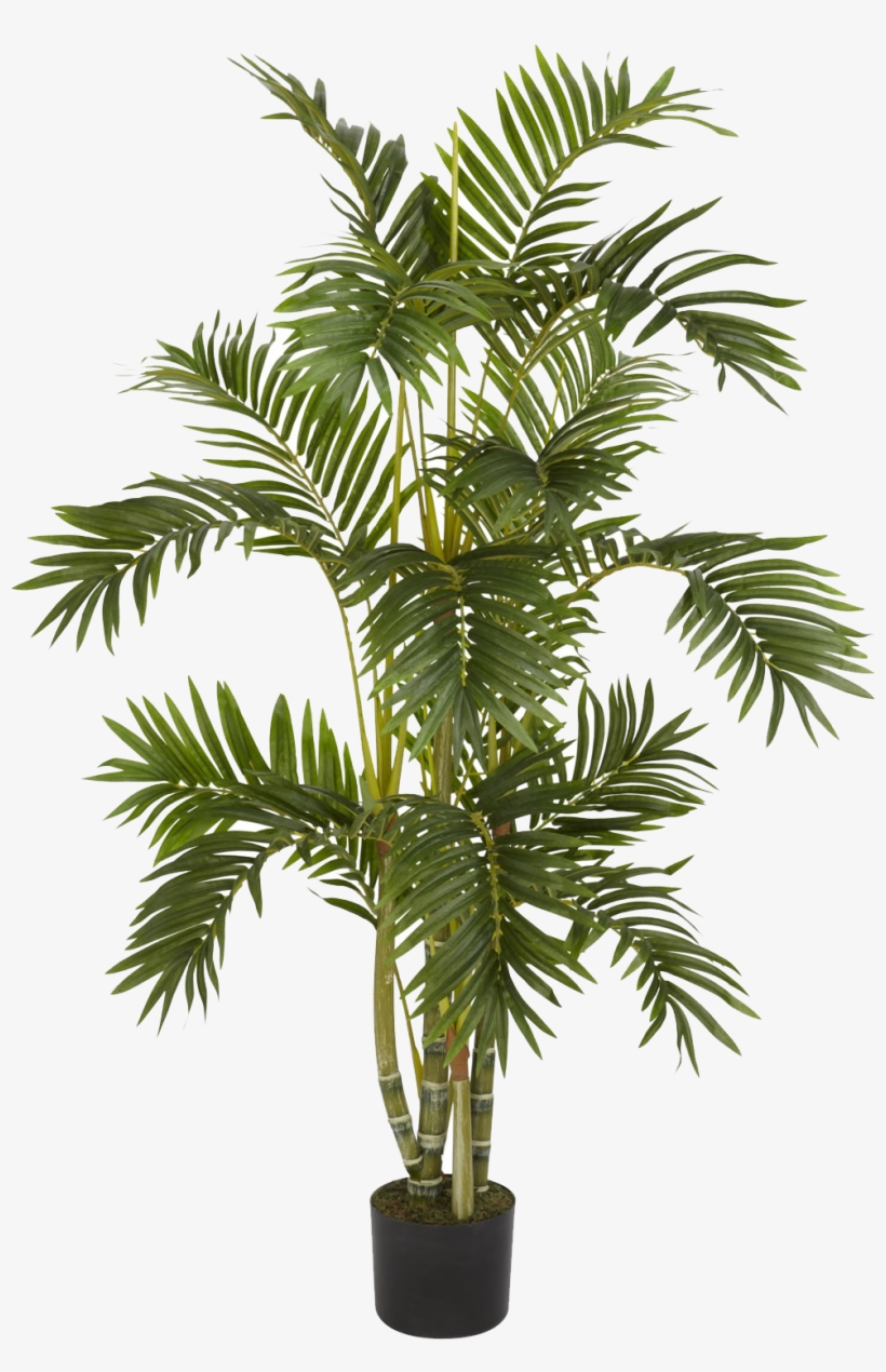 Plants Png - Palm Tree On Pot, transparent png #31827