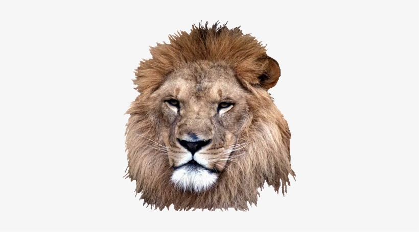 Roaring Lion Png - Head Of A Lion Png, transparent png #31872