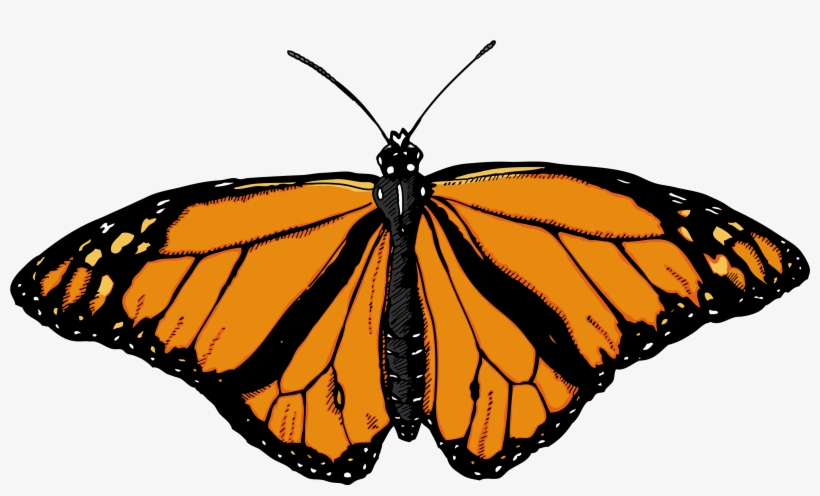 Monarch Butterfly White Background, transparent png #31959