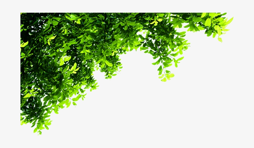 Top Tree Transparent - Corner Tree Png, transparent png #32043