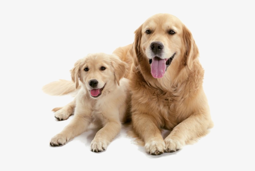 Should I Get A Puppy Or Adult Dog - Dog With Puppy Png, transparent png #32309