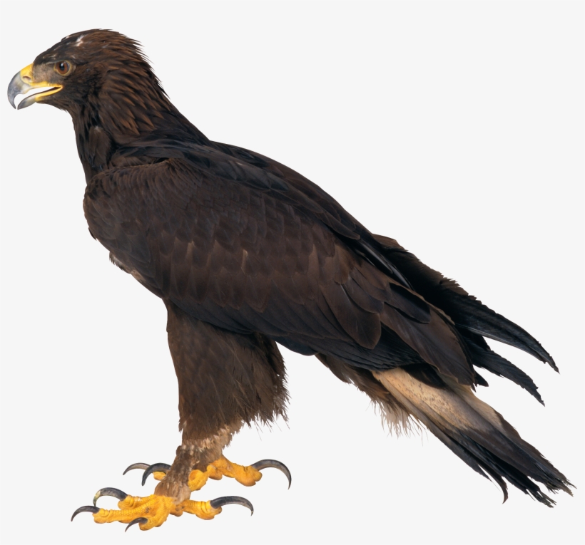 Free Png Eagle Png Images Transparent - Eagle, transparent png #32357