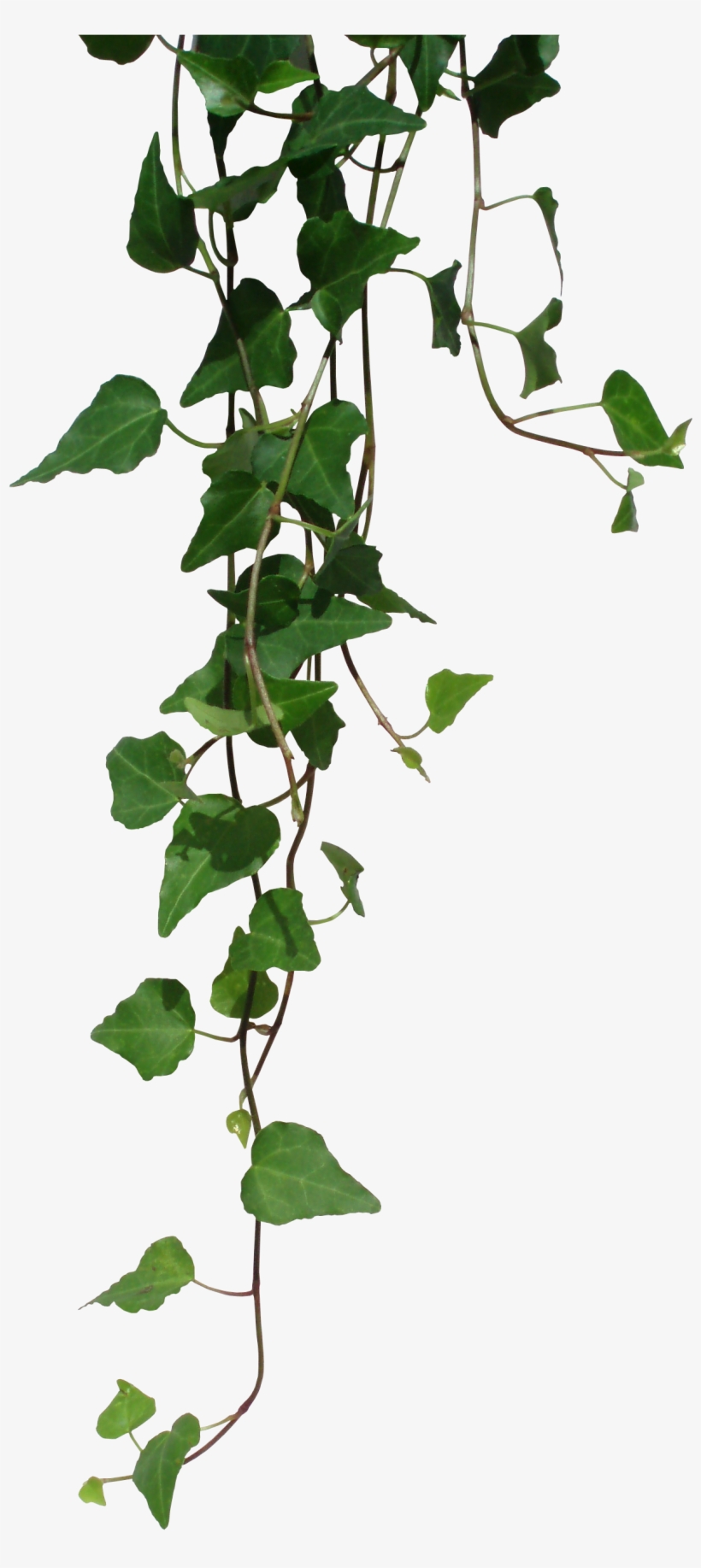 Ivy By Black B O X - Ivy Transparent, transparent png #32584