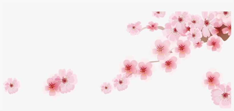 Cherry Blossom Png - Japanese Cherry Blossom Cartoon, transparent png #32697