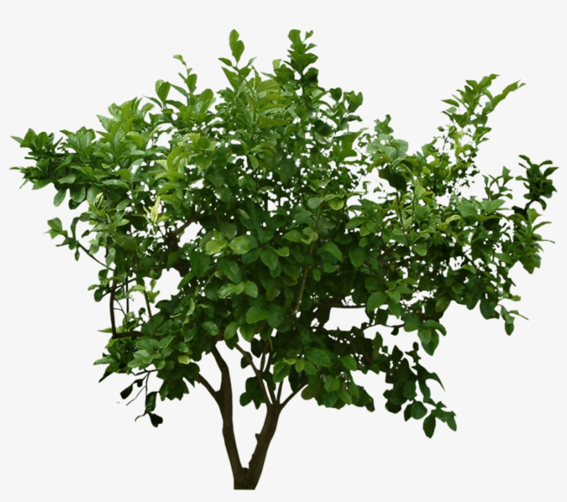 Free Png Plants Png Images Transparent - Png Plants, transparent png #32699