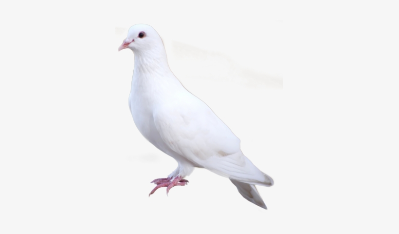 White Dove Png - White Dove Standing Png, transparent png #32719