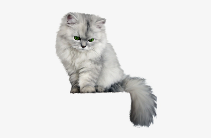 Cat Transparent Fluffy - Fluffy Cat Png, transparent png #32780