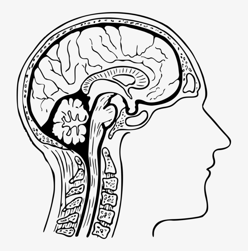 Human Brain Drawing Diagram Nervous System - Cerebro Humano Para Colorear, transparent png #33027