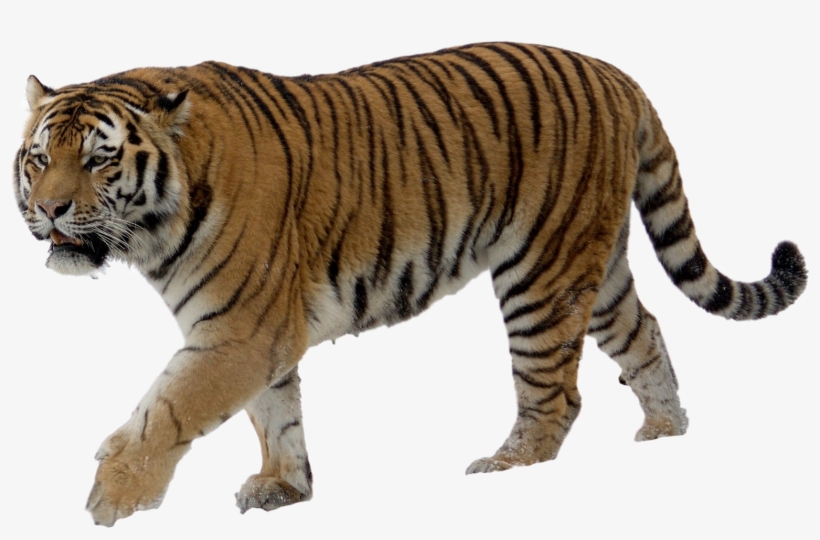 Download Tiger Png Transparent Images Transparent Backgrounds - Tiger With No Background, transparent png #33073