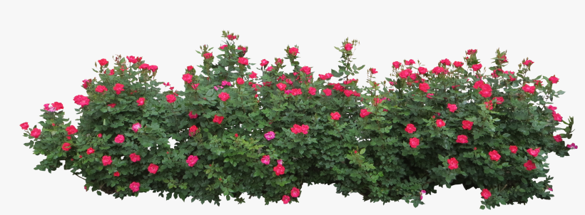 Bushes Png Image - Flower Bush Png, transparent png #33140