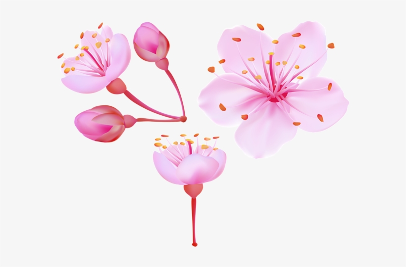 Spring Cherry Blossoms Png Clip Art Image - Cherry Blossoms Clip Art, transparent png #33164