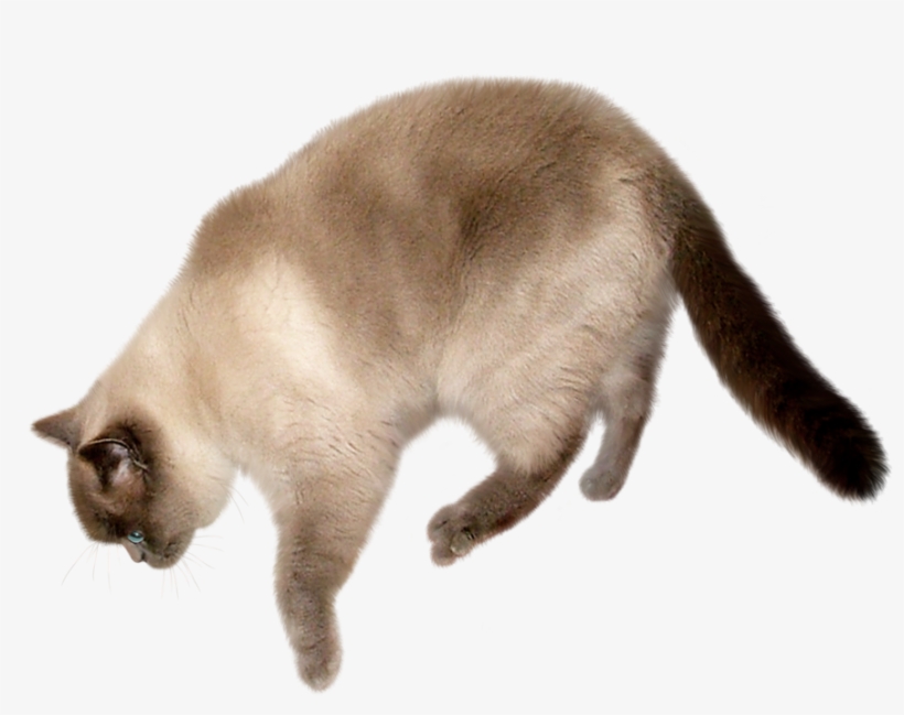 Cat Png Transparent Image - Flying Cat Transparent Background, transparent png #33235
