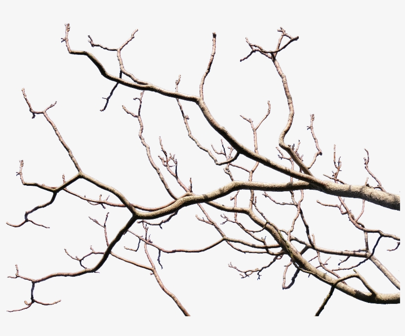 Dead Tree Branch With Transparent Background Png - Tree Branch Transparent Background, transparent png #33324