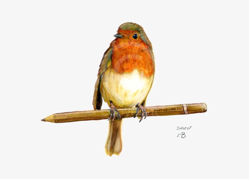 Robin Wild Bird On Pencil - Birds Garden Hand Drawn, transparent png #33494