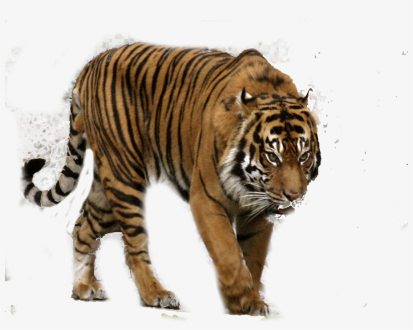 Tiger Hunting Png - Sumatran Tiger, transparent png #33554