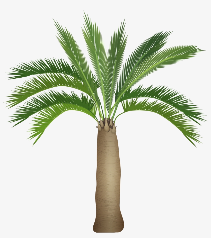 Palm Tree Png, transparent png #33896