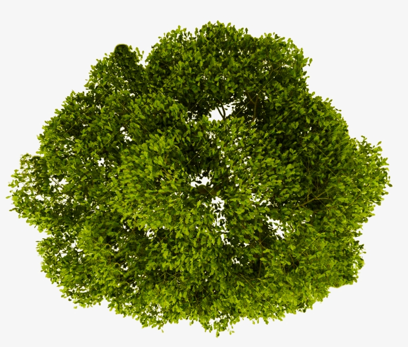 Tree Plan Png - Tree Png Plan View - Free Transparent PNG Download - PNGkey