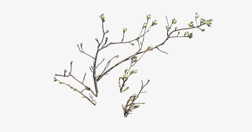 Plant Branch Png - Tree, transparent png #34257