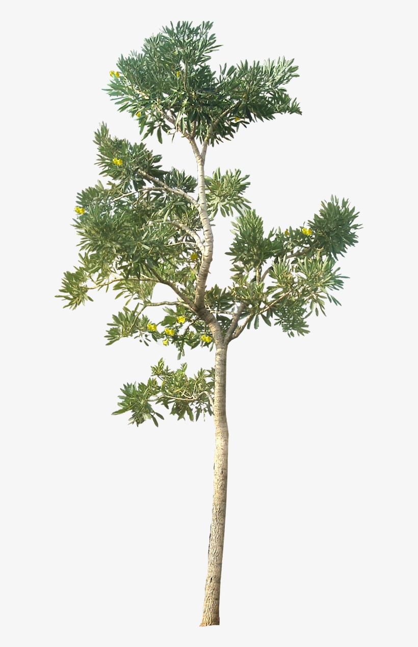 20 Free Tree Png Images - Tree Png Architecture, transparent png #34468