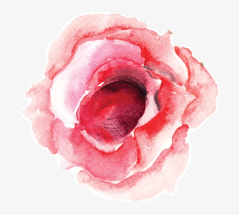 Single Rose Bloom - Rose, transparent png #34677