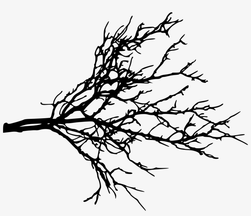 Free Download - Tree Branch Png, transparent png #34832