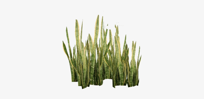 Snake Plant - Plant Png, transparent png #35004