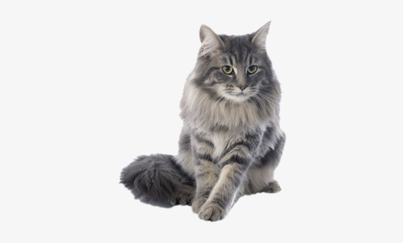 Boise Cat Clinic Offers A Full Range Of Veterinary - Rikki Knight Purebred Maine Coon Cats, transparent png #35111