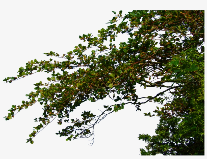 Hanging Leafy Branches By, transparent png #35320