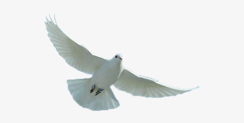 Dove - Loggerhead Shrike, transparent png #35462