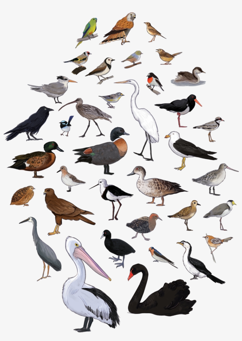 Bird Poster Cover, transparent png #35532