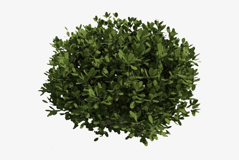 Bushes And Branches - Tree Cut Out Top View, transparent png #35722