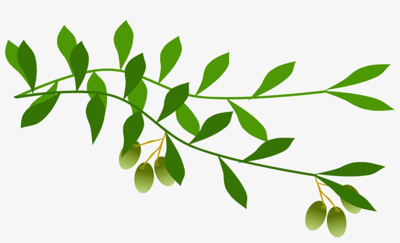 Green Branch Png - Olive Branch Free Clip Art, transparent png #35809