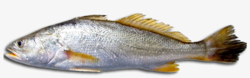 Download Free Fish Png Transparent Images Transparent - Corvina Fish, transparent png #35810