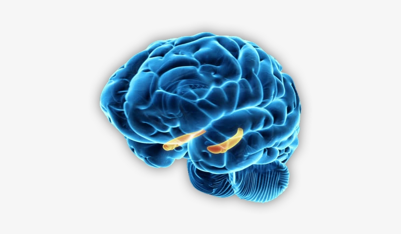 Brain - Hippocampus, transparent png #35830