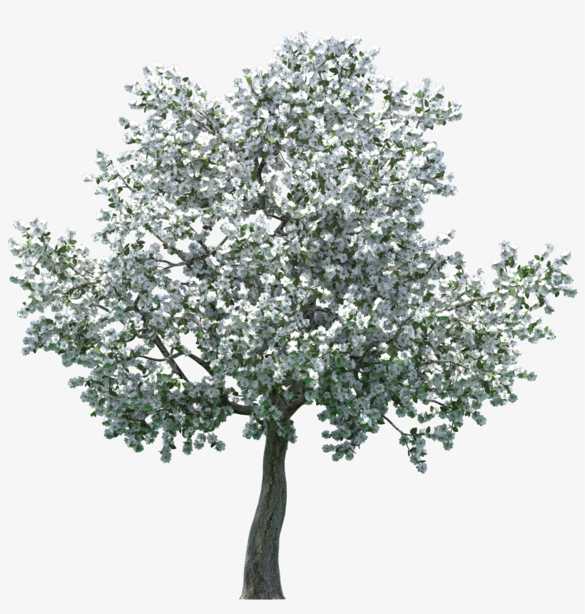 Realistic Blossom Tree Png Clip Art - Arbol De Almendras Png, transparent png #36193