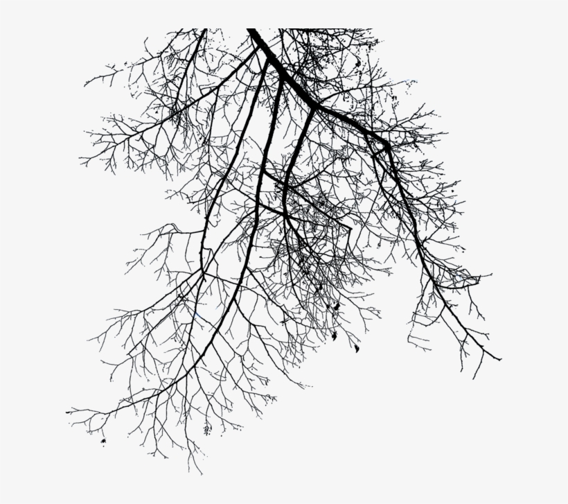 Branch Png File - Dry Tree Branches Png, transparent png #36254