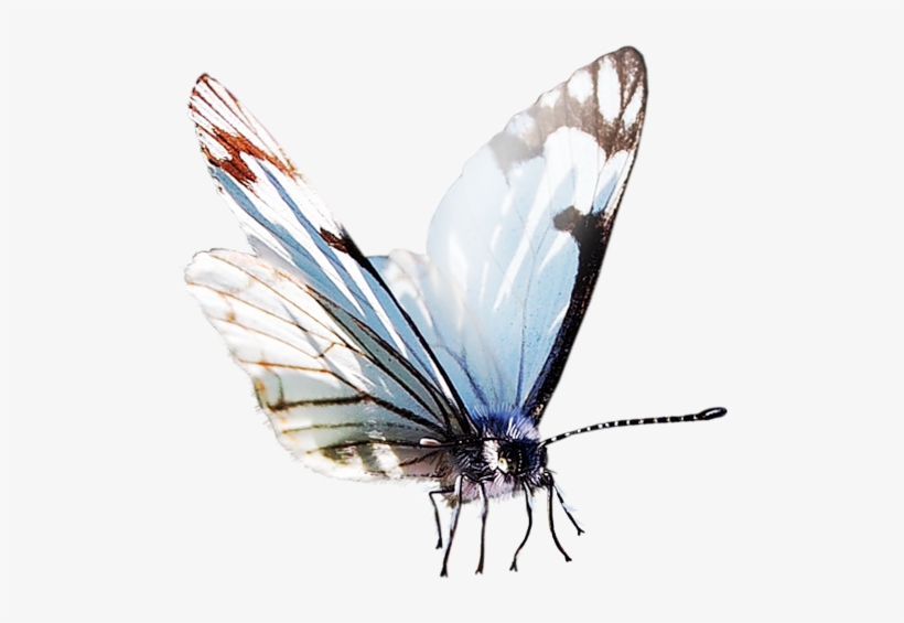 Watercolor Butterfly Png - Butterfly Fly Watercolor, transparent png #36375