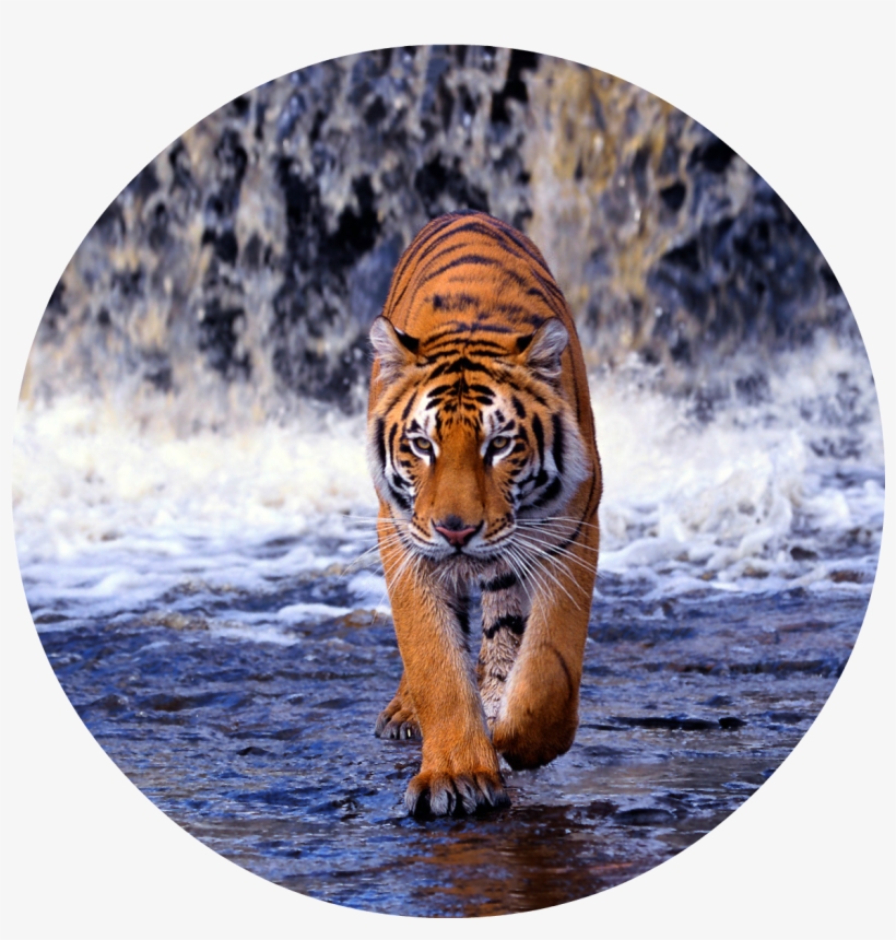 Bengal-tiger - Tiger Walking Images Hd, transparent png #36422