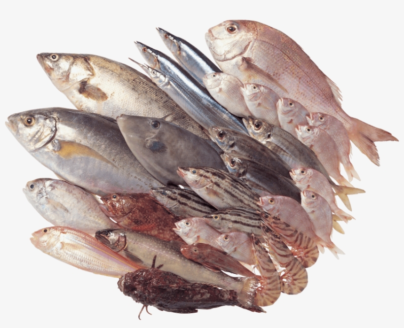 Free Png Fish Png Images Transparent - Рыба В Png, transparent png #36814
