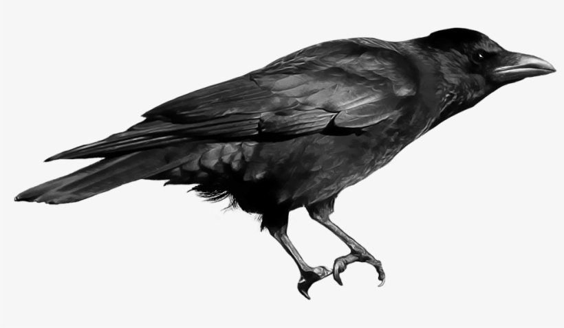 Black Crow - Crow In Png, transparent png #37168