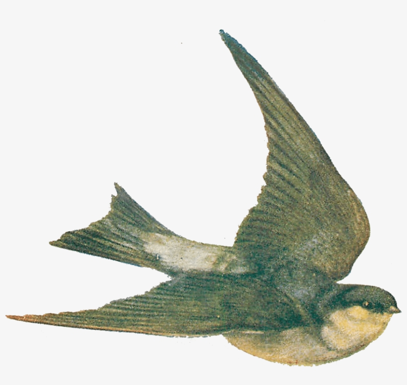 Vintage Bird Illustration - Illustration, transparent png #37171
