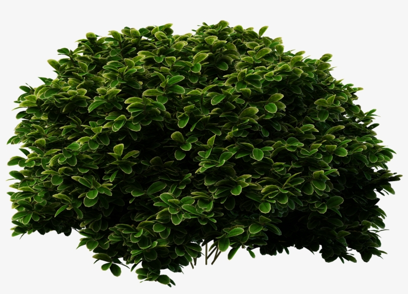 Free Icons Png - Shrub Png, transparent png #37235
