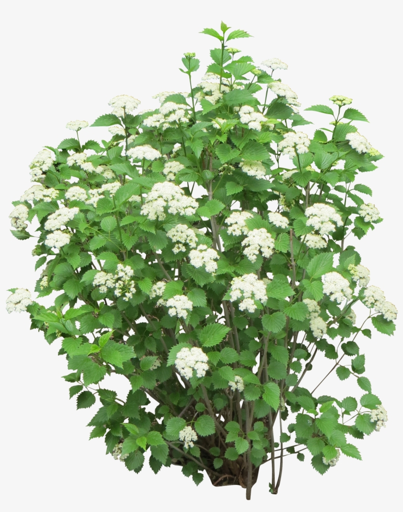 Bush Png Image - White Flower Bush Png, transparent png #37748