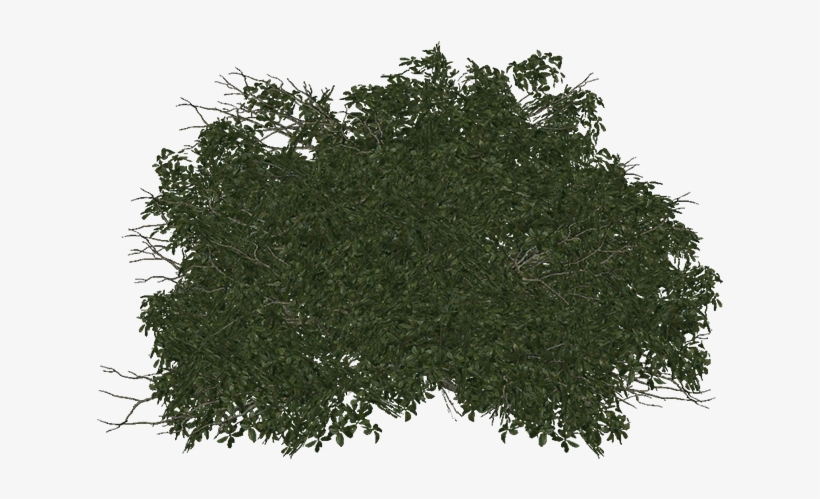 Bush - Library, transparent png #37807