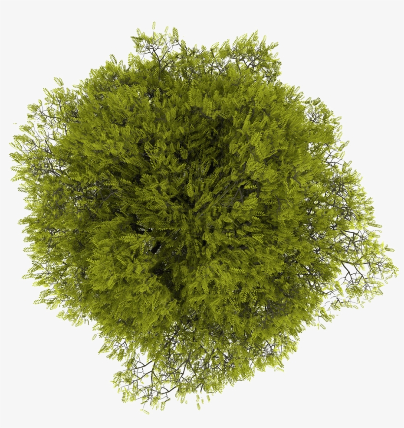 Tree Plan Png Free Download - Tree Top View Free - Free Transparent PNG