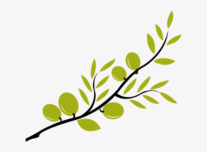 Jpg Transparent B Olive Clip Art Graphic Design Boliveb Olive Branch
