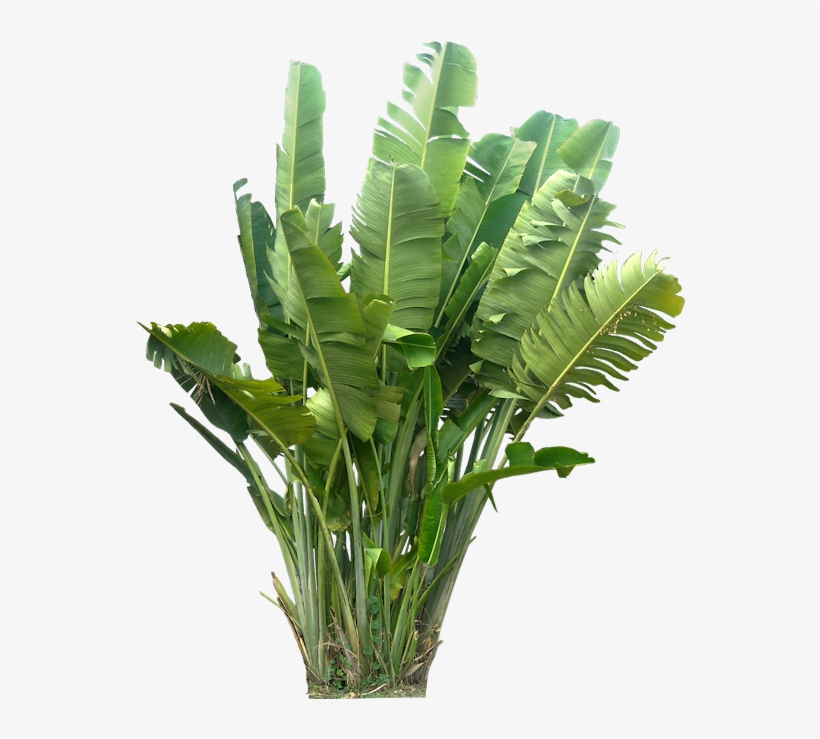 [ravenala01l ] Http - Tropical Plants Png, transparent png #38085